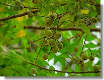 Neem Oil