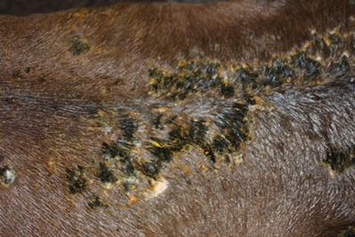 Neem  on Neem Oil Working For Scabies On My Pony