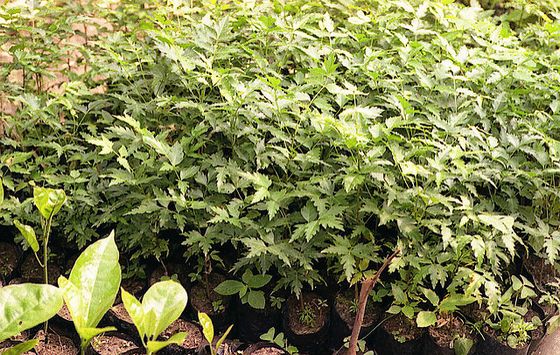 Growing neem tree seedlings in pots.