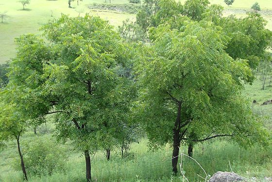 Neem trees growing in India