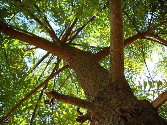 The bark on a neem tree.