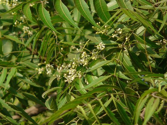 Flowering neem tree.