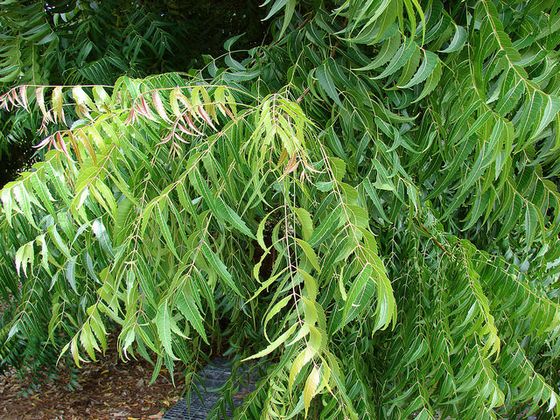 The leaves of the neem plant.