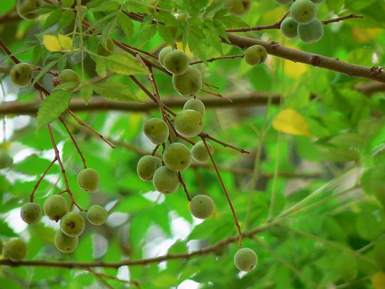 Fruit on a neem plant.