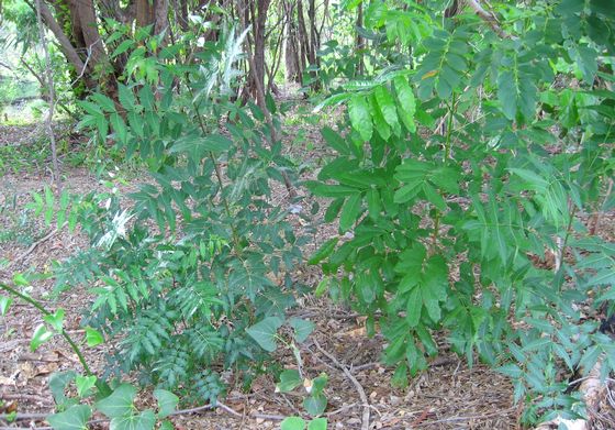 Neem weed trees in the bush.