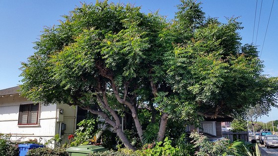 Neem tree growing in Honululu.