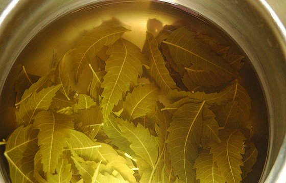 Steeping neem leaves.