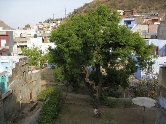 Neem tree growing in village.